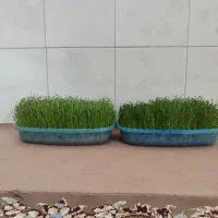 سبزه|گل و گیاه طبیعی|کوهدشت, |دیوار