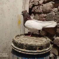 جونه نر کله سرخ