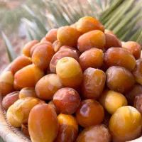 تمر خرما بریم درشت دیری|خوردنی و آشامیدنی|اهواز, کارون|دیوار