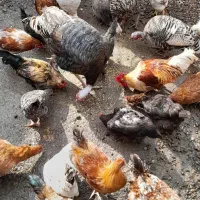 تعدادی خروس|حیوانات مزرعه|رشت, حومه رشت|دیوار