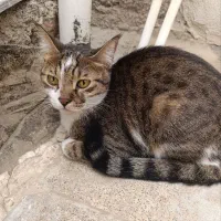اجتماعی