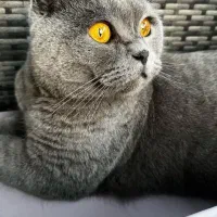 گربه اسکاتیش دبل فولد