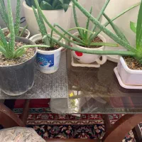 گل الوورا|گل و گیاه طبیعی|نهاوند, |دیوار