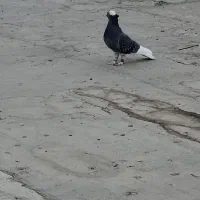 بهبونی رنگی