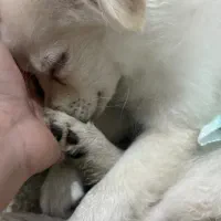 سگ با وسیله کامل و آموزش دیده|سگ|بندرعباس, |دیوار