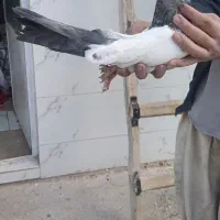 کبوتر|پرنده|کبودرآهنگ, |دیوار