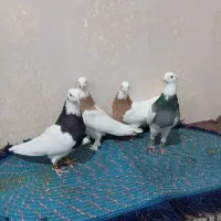 دو جفت طوقی خوشگل بدون عیب (فسا)