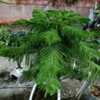 گل آپارتمانی کاج مطبق فیکوس یوکا