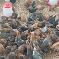 جوجه مرغ و خروس گلپایگان