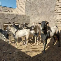 تعدادی نربز صلاله سومال|حیوانات مزرعه|تربتحیدریه, پائین ولایت|دیوار