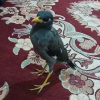 مینا سالم دستی و شیطون