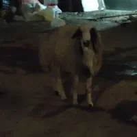 قوچ بذری درجه یک