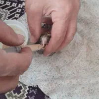 عروس هلندی سرلاکی|پرنده|بناب, |دیوار