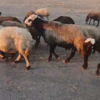 قوچ قمر|حیوانات مزرعه|ثمرین, |دیوار