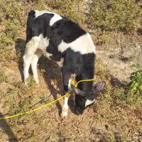 گوساله هلشتاین|حیوانات مزرعه|خرمآباد, |دیوار