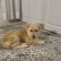 واگذاری اشپیتز حدودا هفت ماهه