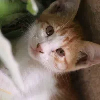 دوتا گربه واگذاری