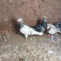 کفترا داورزن