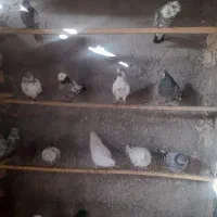 کبوتردرجه یک تهرانی بشرط