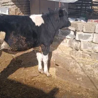 دوراس گوساله نر یکی اسراعیلی خالص یکیم  محلی|حیوانات مزرعه|زرقان, |دیوار