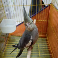 گمشده