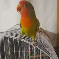 طوطی کوتوله بزیلی