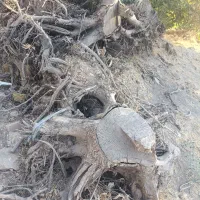 ریشه درخت گردو
