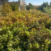 نهال انگور سفید و قرمز کشمشی