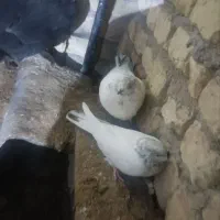 کبوتر کله دنبی