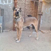 سگ سرابی اصیل