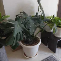 فروش گل برگ انجیری مانسترا سایز بزرگ