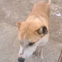 سگ‌ گله و نگهبان