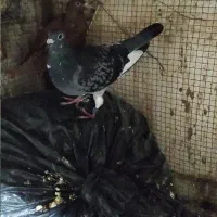 دو تا کبوتر ماده یکی پلاکی و یکی معمولی زرد