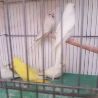 فروش مرغ عشق ،انگلیسی گرید بالا لوتینو،آلبینو،|پرنده|شیراز, گلشن|دیوار