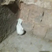 سفید کله اسبی