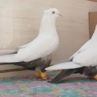 کفتر دم قهوه‌ای