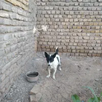 سگ پاپی ماده لیسگ|سگ|تربتحیدریه, ترمینال|دیوار