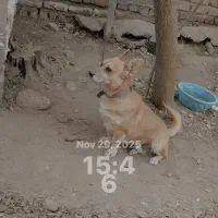 سگ نگهبان|سگ|گرمسار, |دیوار