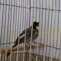سلام مرغ عشق|پرنده|برازجان, |دیوار
