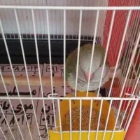 یک عدد|پرنده|ماهدشت, |دیوار