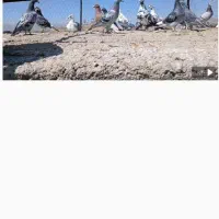 کفتر پلاکی مسافتی