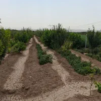 باغ در محدوده خسروشهر