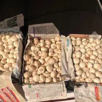 قارچ درجه دو و اسلایس قارچ|خوردنی و آشامیدنی|اصفهان, ابر|دیوار