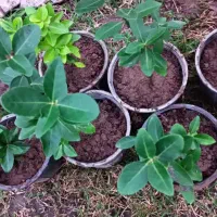 شمشاد سبز و طلایی|گل و گیاه طبیعی|رحیمآباد, |دیوار