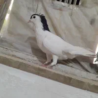 کفتر|پرنده|کنگاور, |دیوار