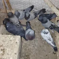 کبوتر پر