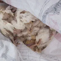 غذای سگ و گربه