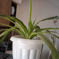 گل آپارتمانی سالم و  بدون زردی