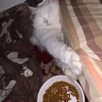 گربه پرشین