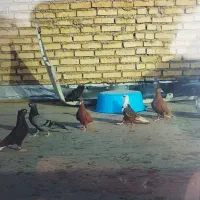 کبوتر|پرنده|خرمشهر, |دیوار